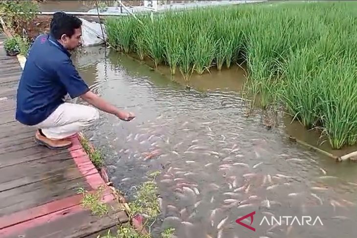 Wisata Mina Padi, Perpaduan Edukasi dan Alam di Desa Panembangan Banyumas