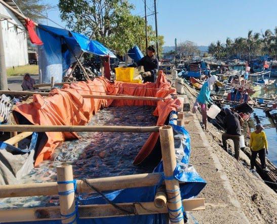 Nelayan Cilacap Panen Ubur-Ubur, Satu Perahu Bisa Dapat Satu Ton Sehari