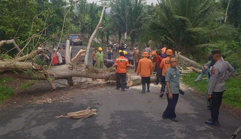 Sempat Buat Arus Lalin Tersendat, Pohon Tumbang di Jalan Lingkar Syekh Maqdum Wali Sudah Ditangani