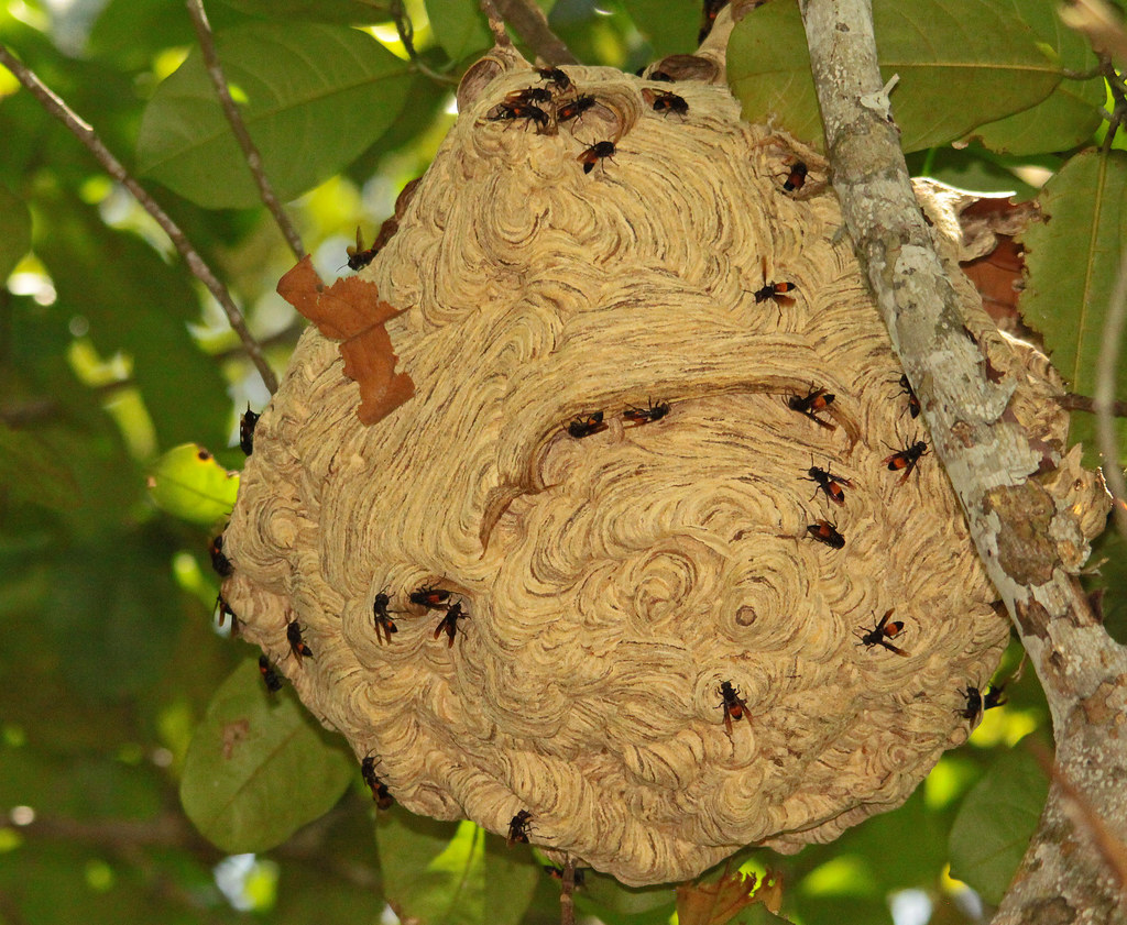 9 Cara Mencegah Tawon Membuat Sarang di Taman, Sangat Mudah dan Ampuh!