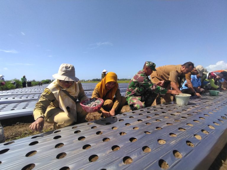 Petani Cilacap Mulai Beralih ke Benih TSS, Panen Bawang Merah Semakin Melimpah dan Efisien