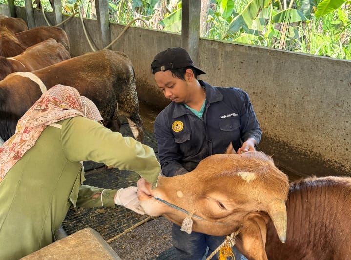 Jelang Idul Adha, Distapang Kebumen Perketat Pemeriksaan Hewan Kurban