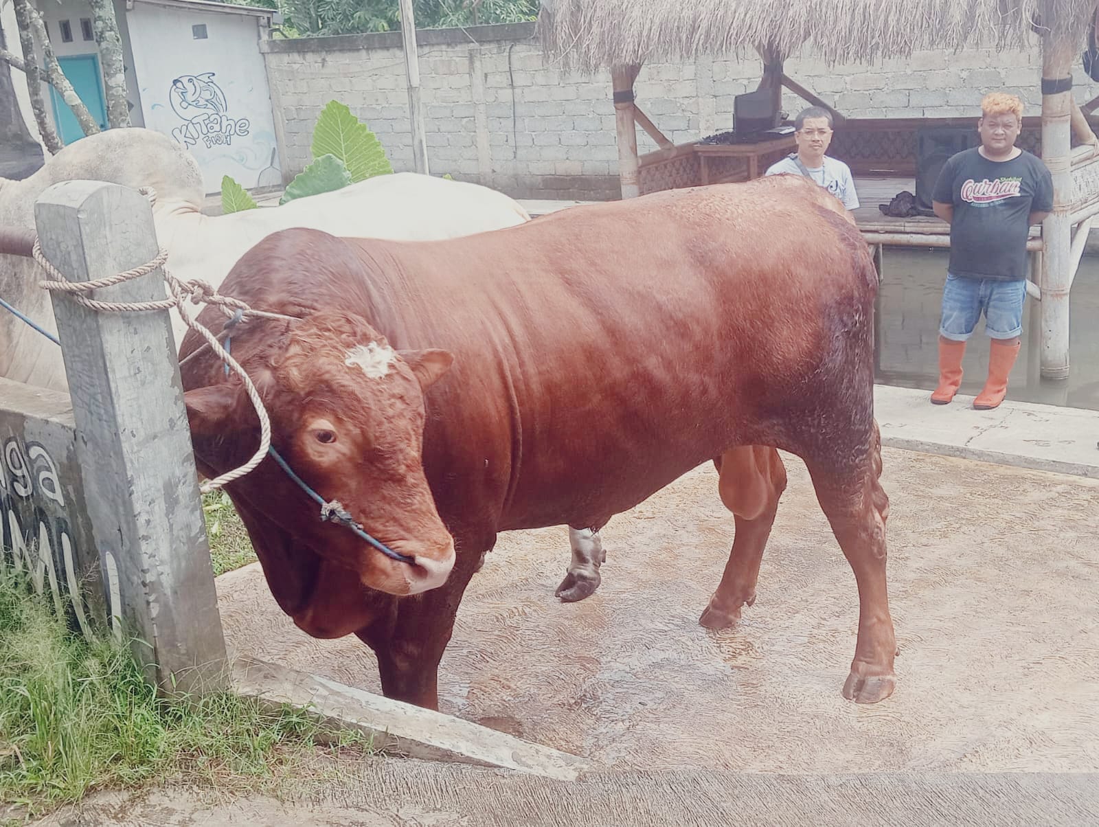 Sapi Kurban 1 Ton di Banjarngera Diburu, Tembus Rp 100 Juta Setara Harga Mobil Bekas
