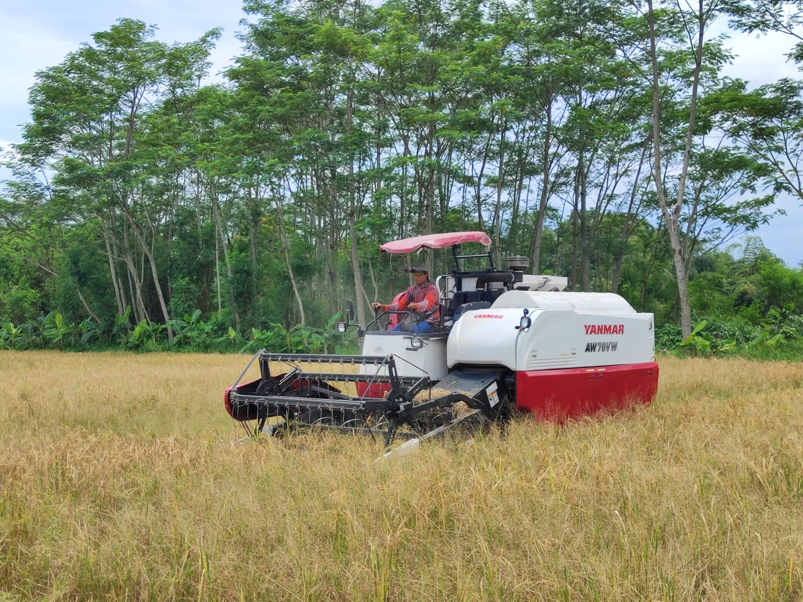 UPTD Perbenihan Mewek Genjot Produksi Calon Benih Demi Kejar Target PAD