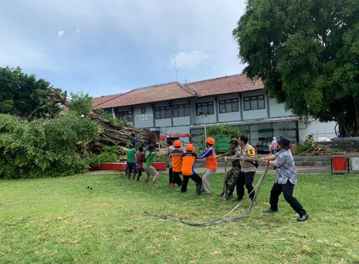 Pohon Beringin Alun-Alun Cilacap Tumbang, Robohkan Tiang Listrik dan Lampu Penerangan Jalan