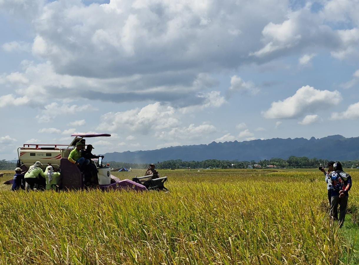 Cilacap Percepat Musim Tanam 2025/2026, Dispertan Dorong Petani Tanam Serempak