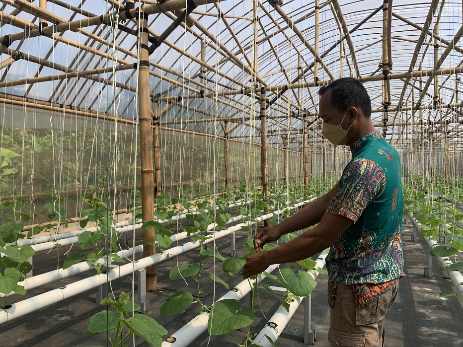 Ratno Purwanto, Kembangkan Hidroponik Melon di Desa Kedawung Kroya, Dinas Selalu Sempatkan Kunjungi Greenhouse