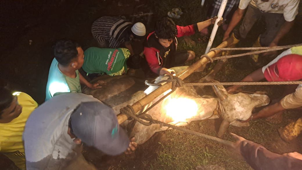 Damkar Selamatkan Sapi yang Terperosok di Saluran Irigasi