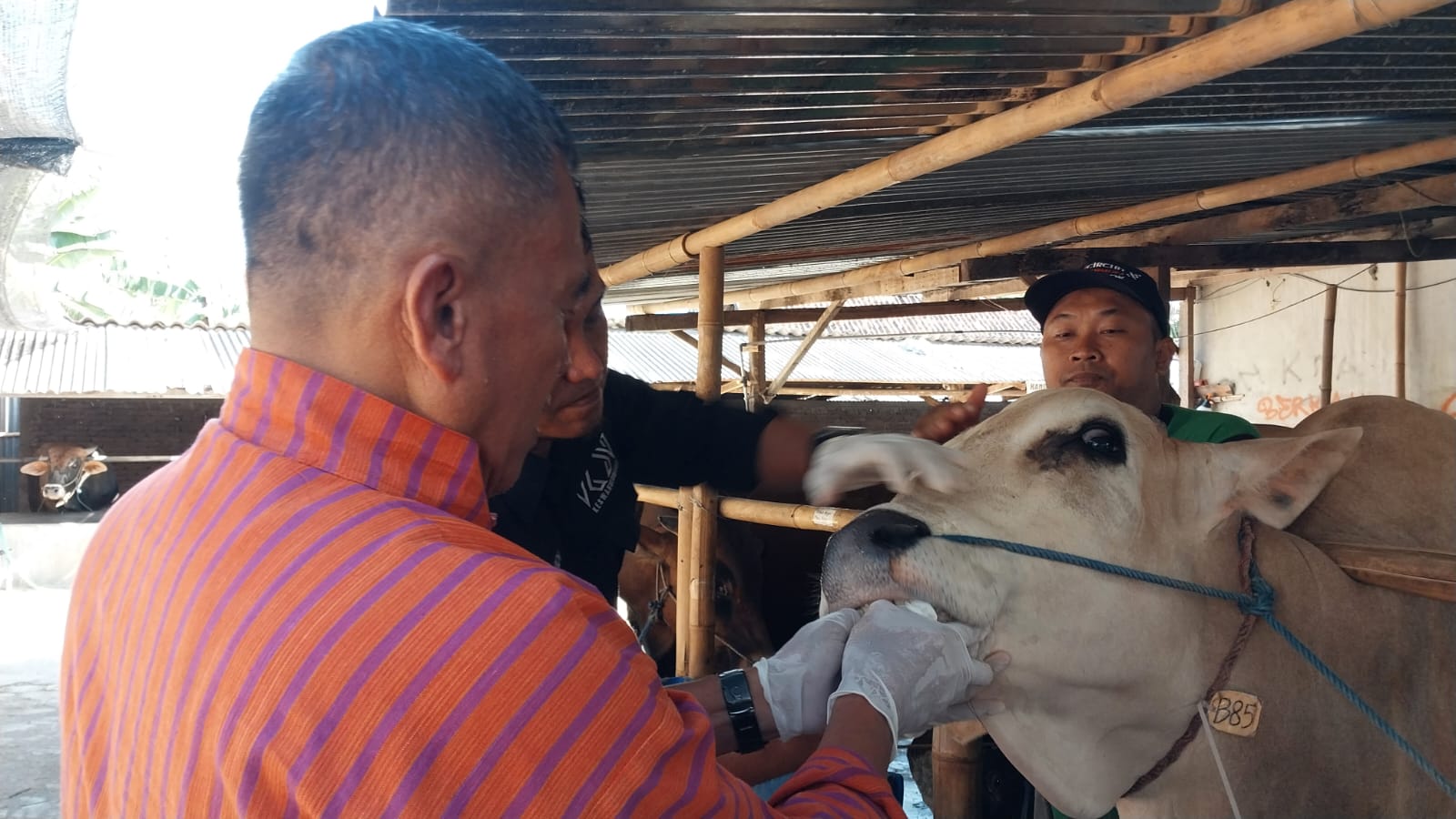 Cegah Penyebaran Penyakit Pada Hewan Kurban, Dinas Pertanian Kabupaten Cilacap Gencarkan Pemeriksaan Kesehatan