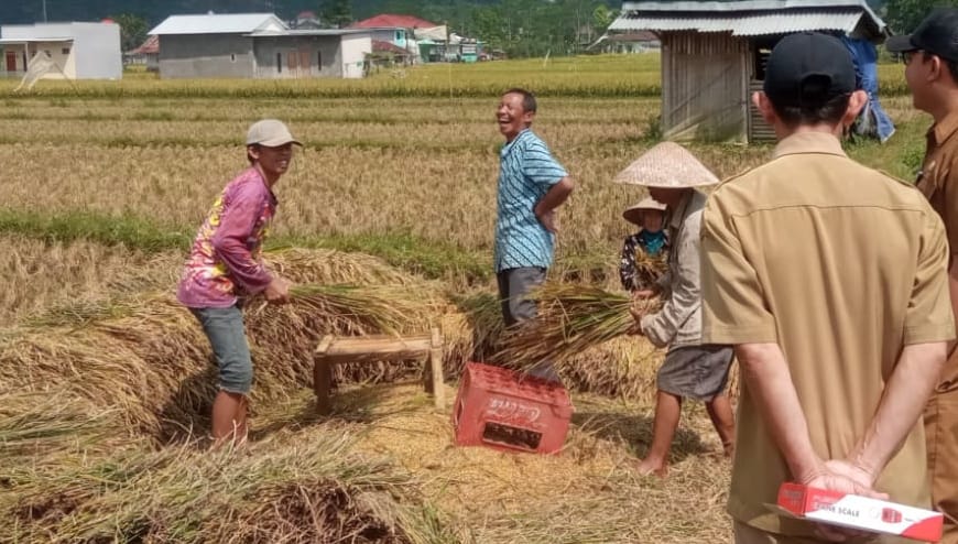 Panen 2.000 Ton di Kalibening Diwarnai Ancaman Hama, Petani dan Pemerintah Siapkan Gropyokan Massal