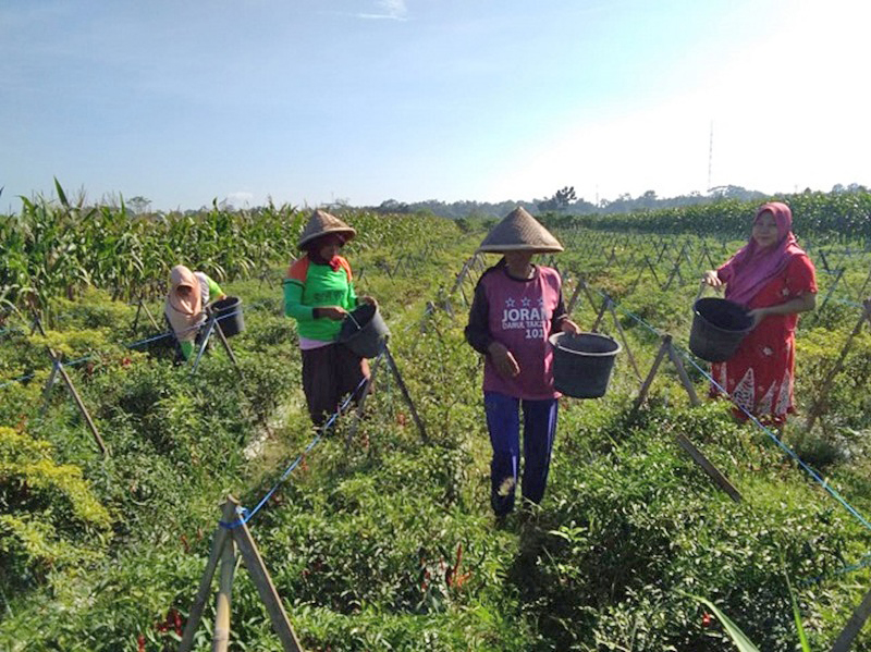 Sempat Jatuh, Harga Cabai Kembali Membaik
