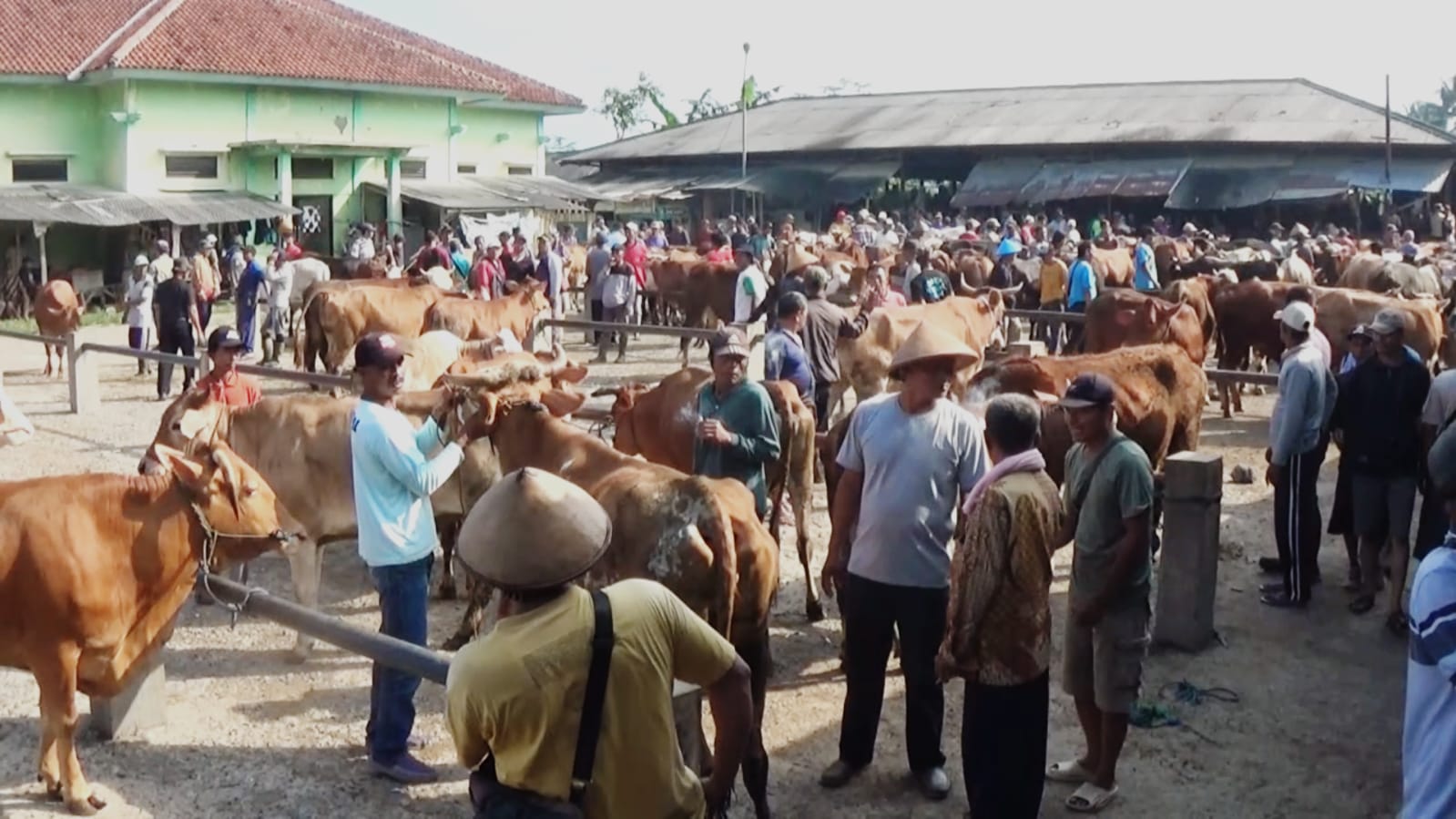 Banjarnegara Pastikan Stok Hewan Kurban Aman Jelang Iduladha 1446 H