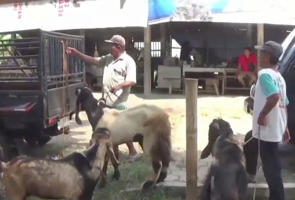 Jelang Idul Adha, Omset Kambing Kurban di Kebumen Menurun
