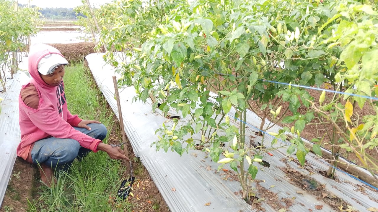 Produktivitas Panen Tanaman Cabai Rawit di Desa Selanegara Sumpiuh Turun 50 Persen