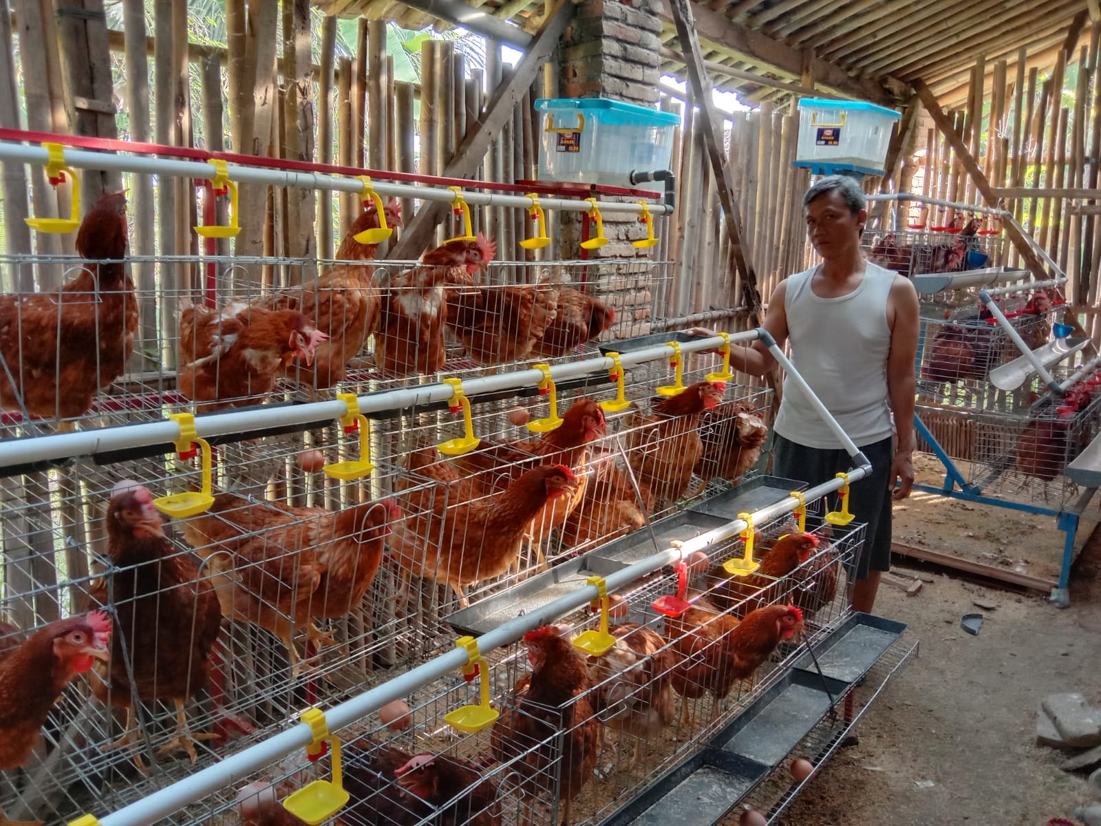 Magot Dinilai Dongkrak Produksi Telur