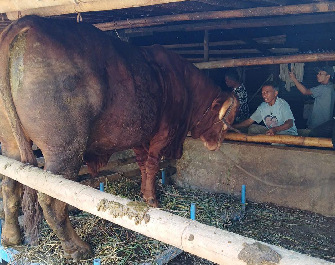 Sapi Kurban Presiden Prabowo Dibeli Seharga Rp95 Juta dari Peternak asal Karangreja