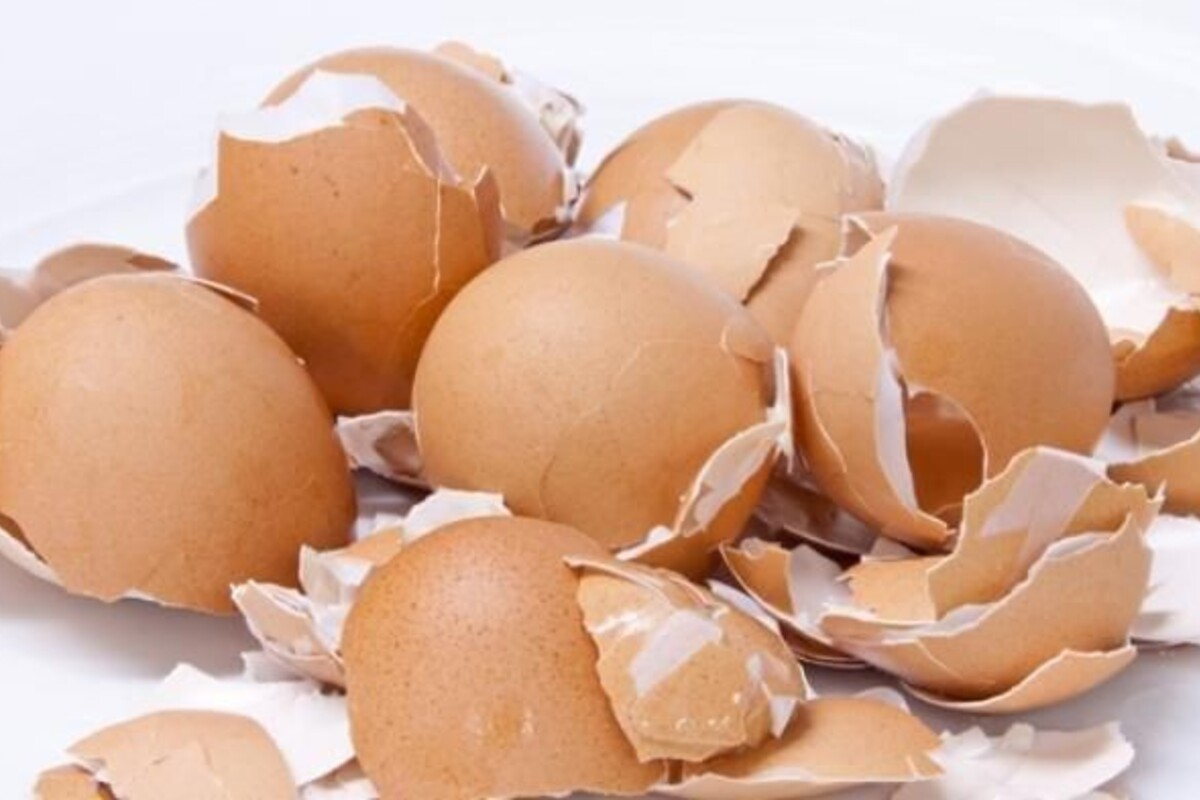 Inilah Cara Mudah Membuat Pupuk Organik dari Cangkang Telur 