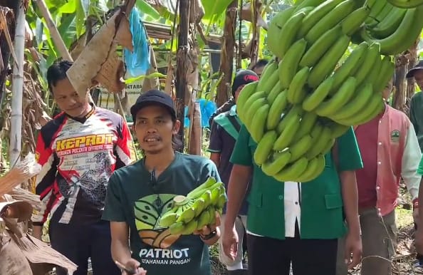 Ansor Pejagoan Panen Cavendish, Dorong Ekonomi Kader