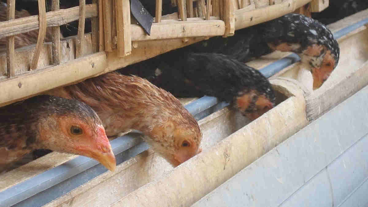 Peternak Milenial Merapat! Modal Ternak dari KUR BRI Tanpa Ribet