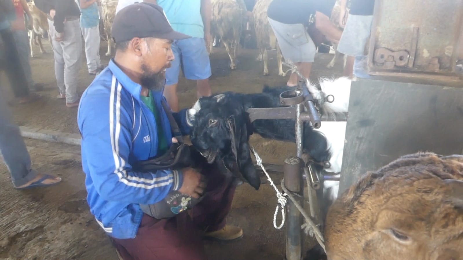 Salon Kambing di Banjarnegara Diserbu Jelang Iduladha, Tarif Permak Capai Rp 50 Ribu per Ekor