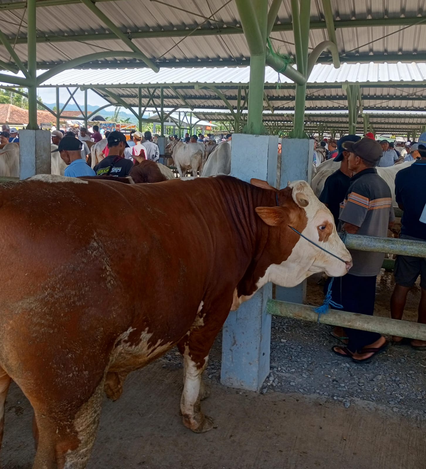 Baru 20 Persen Sapi di Gombong Tervaksin PMK, Puskeswan Percepat Vaksinasi