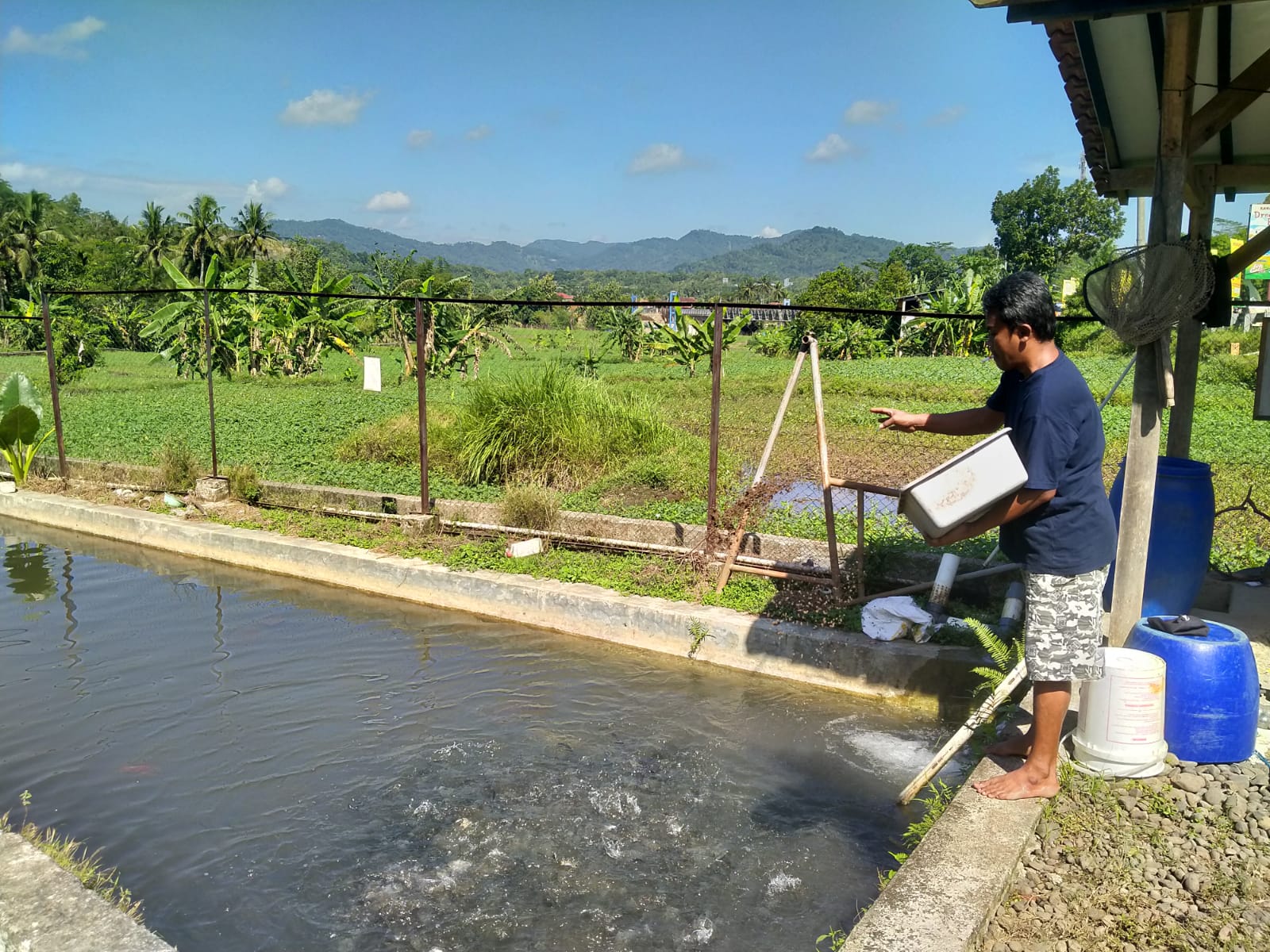 Pangan Kolam Ikan Mina Sehat Pancasan dari Pelet Maggot Produksi BUMDes
