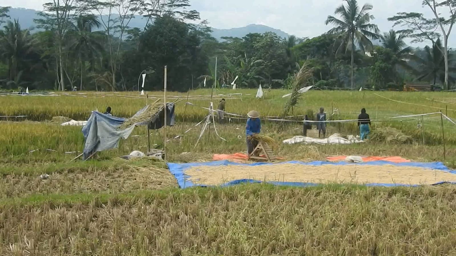 Banjarnegara Surplus 45 Ribu Ton Beras, Jadi Penyangga Pangan Jawa Tengah