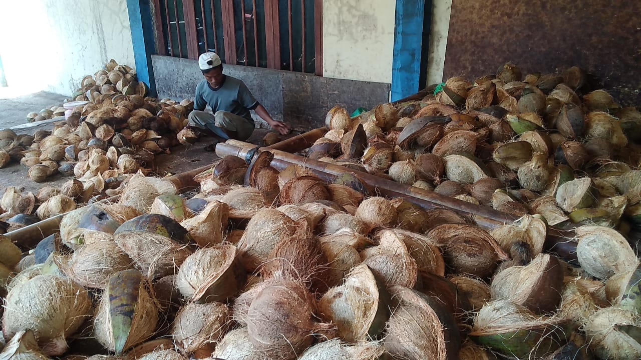 Komoditas Kelapa di Banyumas Langka