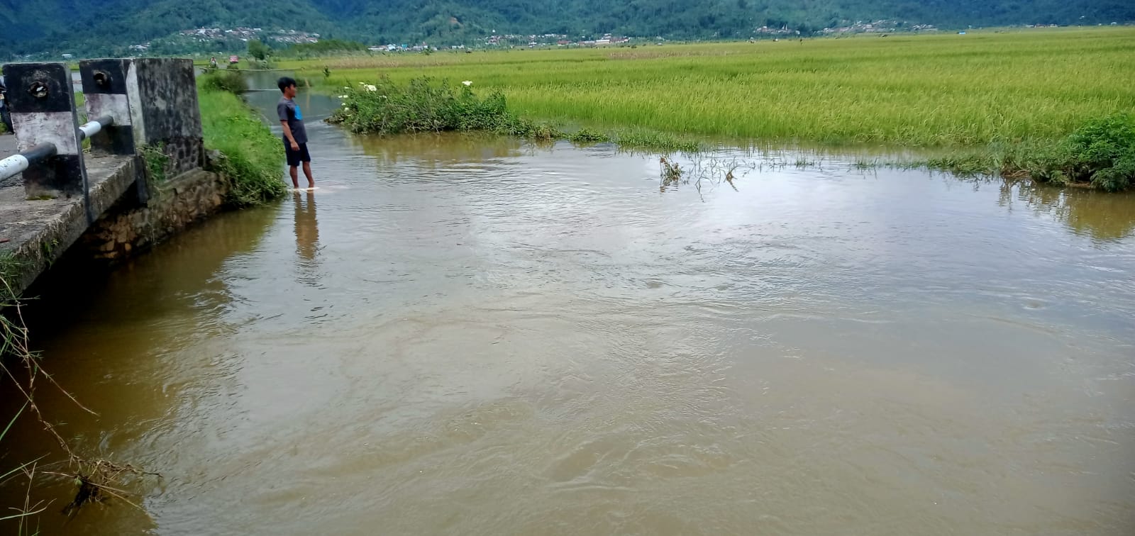 Banjir di Kalibening, Petani Terancam Rugi Akibat Luapan Sungai Brukah