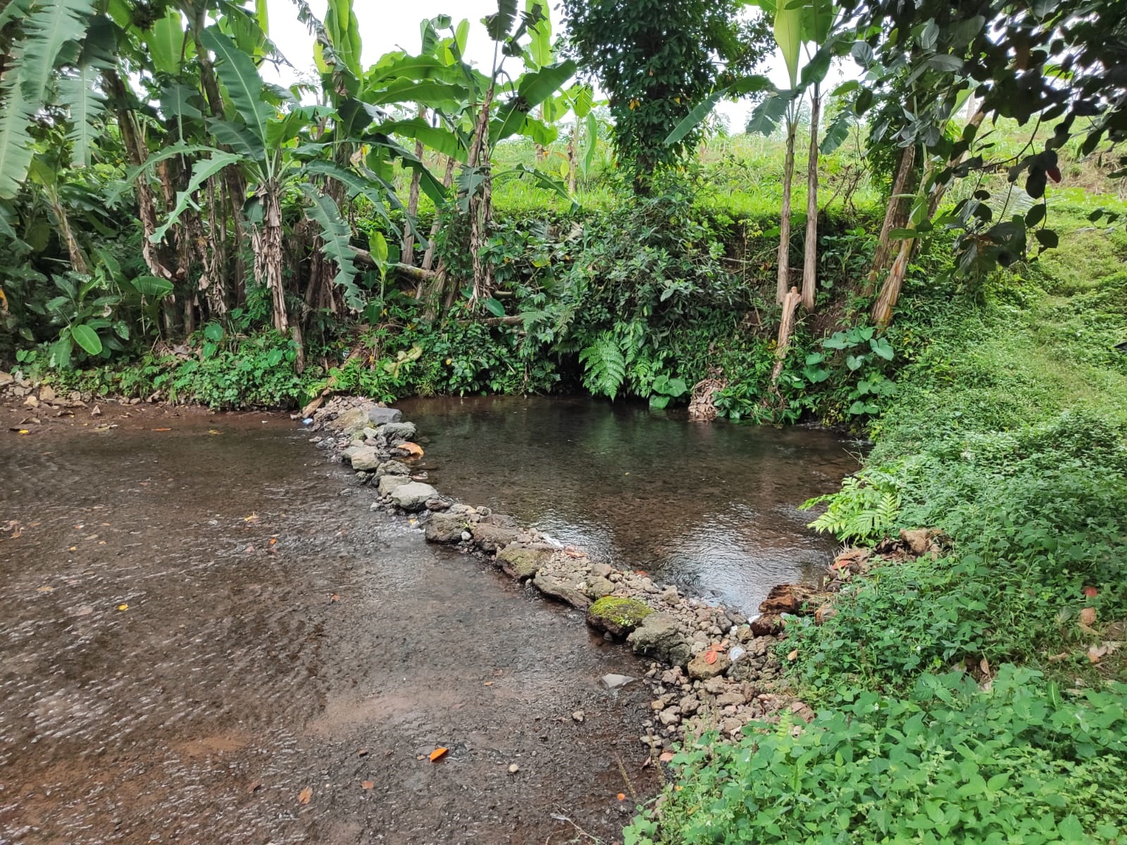 790 Hektare Sawah Bergantung pada Limpak Dau, Debit Air Jadi Sorotan