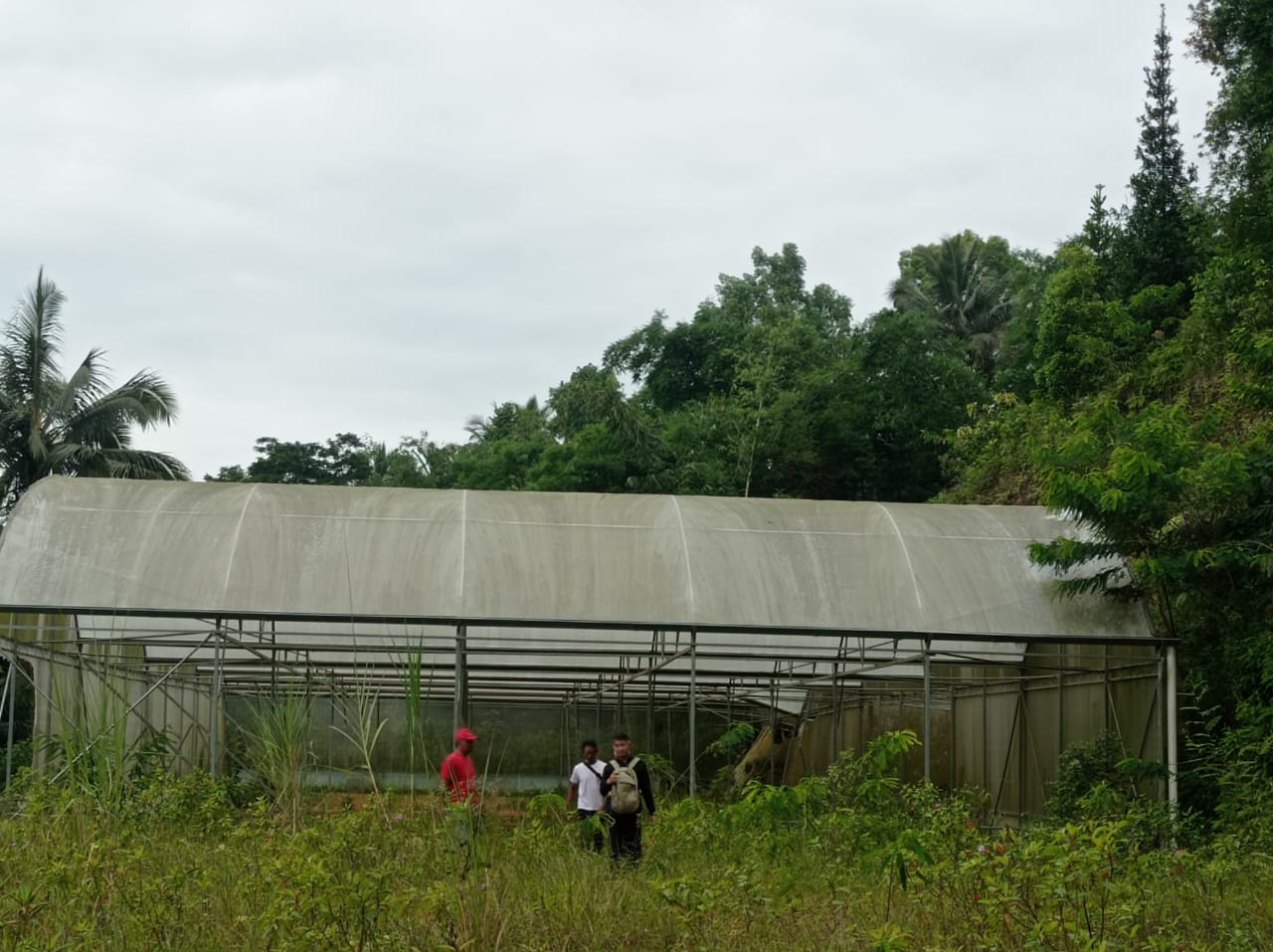 Green House di Sokawera Cilongok Terlantar 2 Tahun Karena Kesandung Hukum