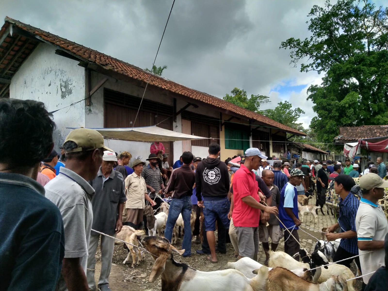 Jelang Lebaran Idul Fitri, Kenaikan Penjualan Sapi dan Kambing Tidak Signifikan