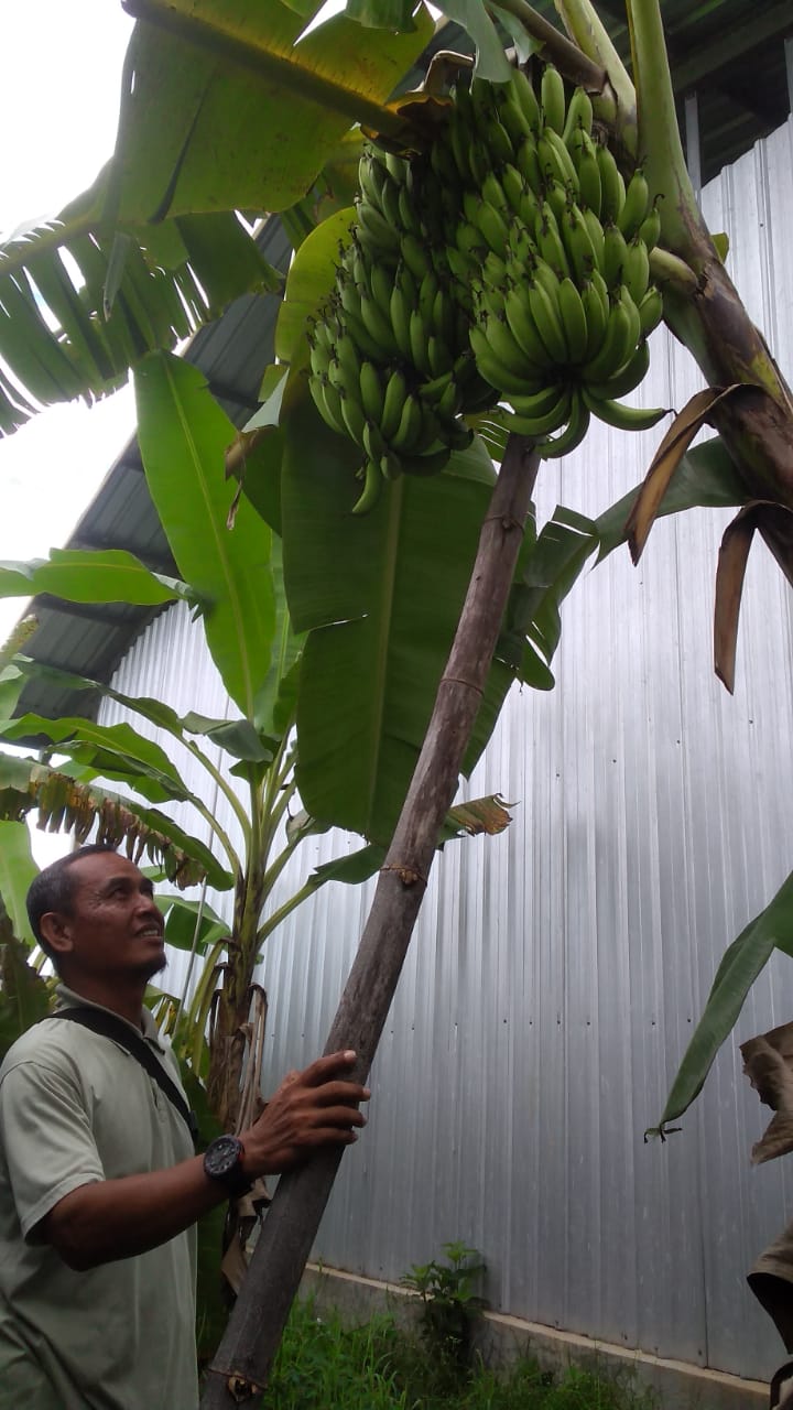 Unik, Ada Pisang Bertandan Cabang Dua di TPST Sumpiuh