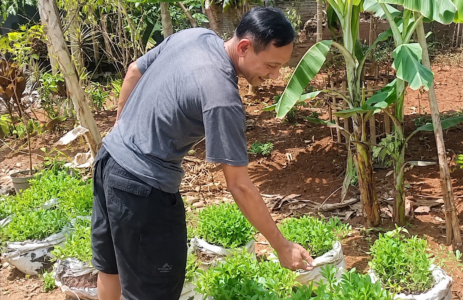 Menjaga 167 Tanaman Herbal Langka, Haji Slamet Punya Mimpi Jadikan Banjarnegara Sentra Dunia