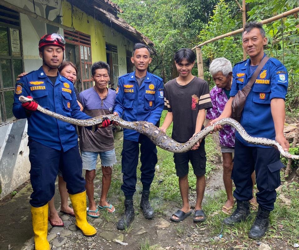 Ular Sanca Tiga Meter Dievakuasi dari Dapur Rumah Warga Panican