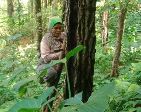Para Perempuan Penyadap Pinus di Watuagung, Untai Harap dari Tetes Getah di Bawah Ancaman Petir