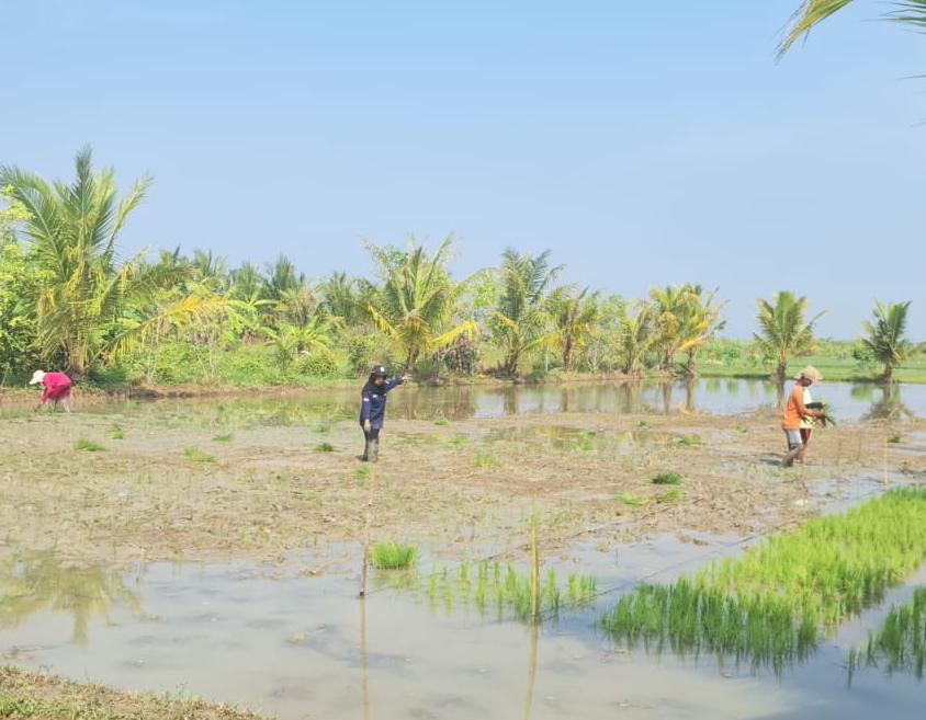 Libatkan Anak Muda, Tanam Padi di Kampung Laut Cilacap Digenjot