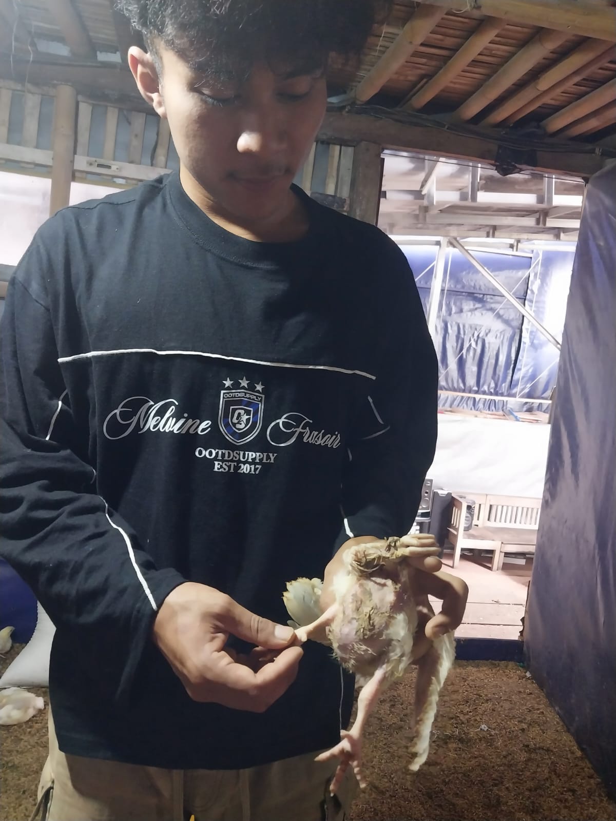 Melihat Ayam Berkaki Tiga Kades Kedondong, Unik dan Diyakini Bawa Hoki