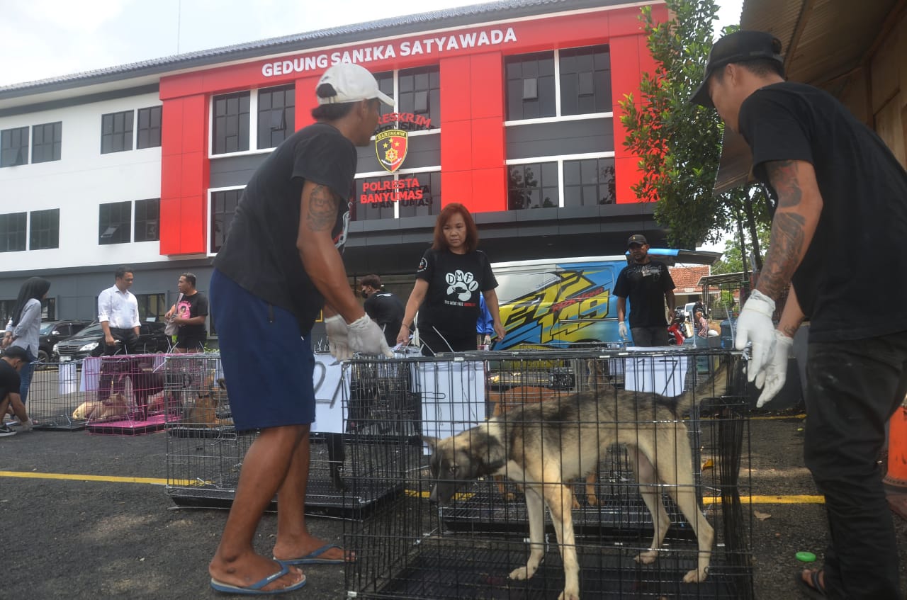 Puluhan Anjing Diduga untuk Konsumsi Berhasil Diselamatkan dari Penyelundupan di Banyumas