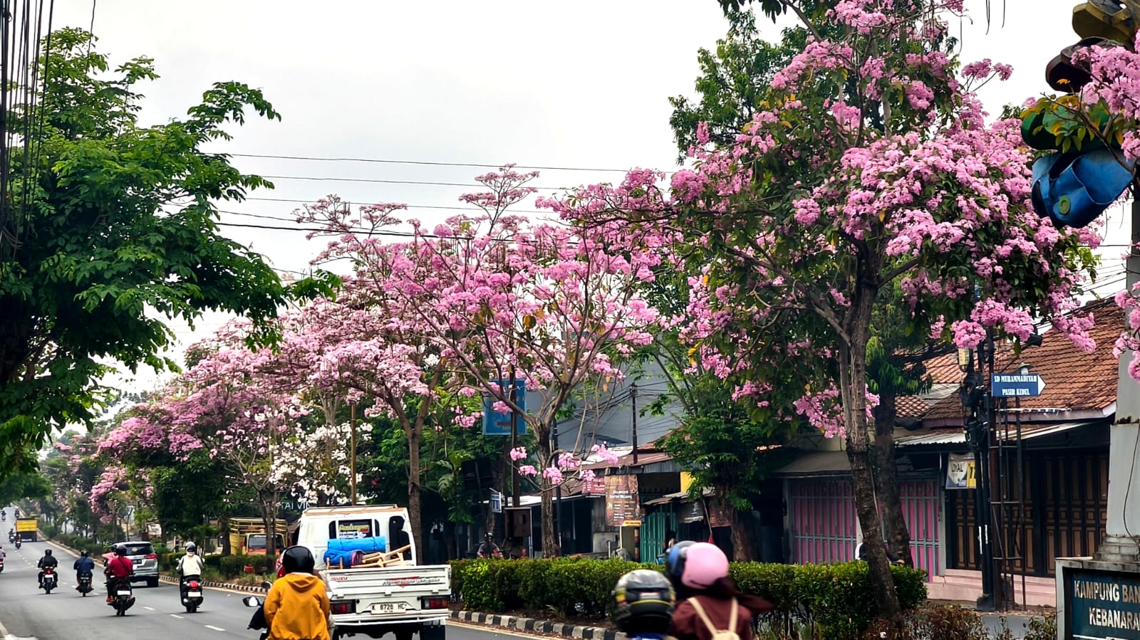 Mekar Sempurna Serasa di Negeri Sakura, 30 Tabebuya Pink Mekar Di Purwokerto