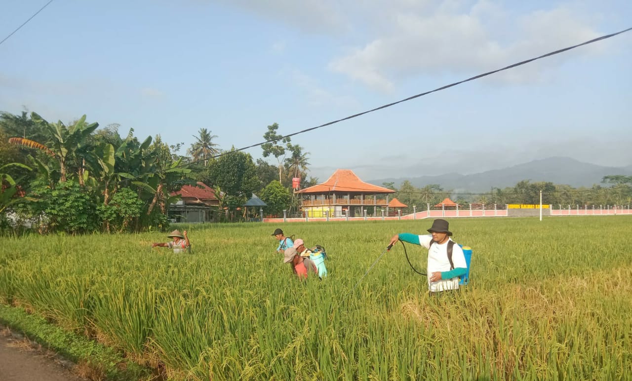 Terindikasi Serangan Wereng, Petani di Kalisube Semprot Massal