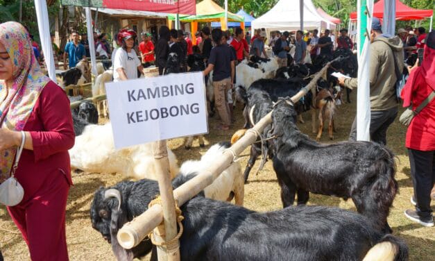 Kambing Kejobong Sudah Kantongi SNI dari Menteri Pertanian