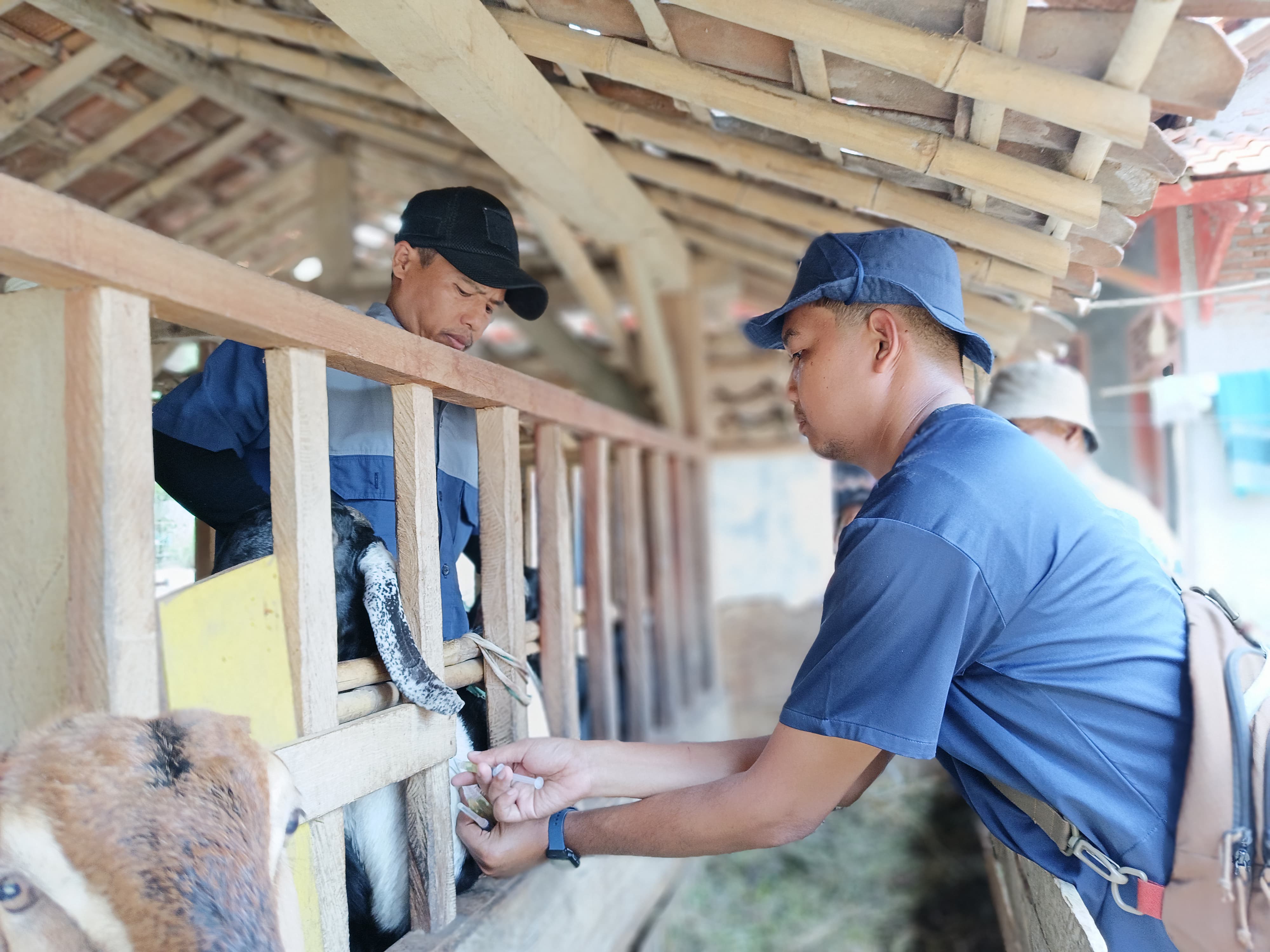 2026, Dinas Pertanian Cilacap Target Populasi Ternak 9,6 Juta Ekor