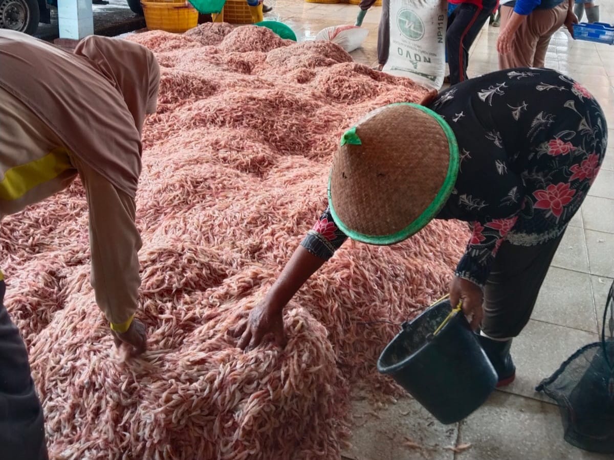 Meski Cuaca Buruk, Tangkapan Udang Laut di Cilacap Capai Rp 560 Juta