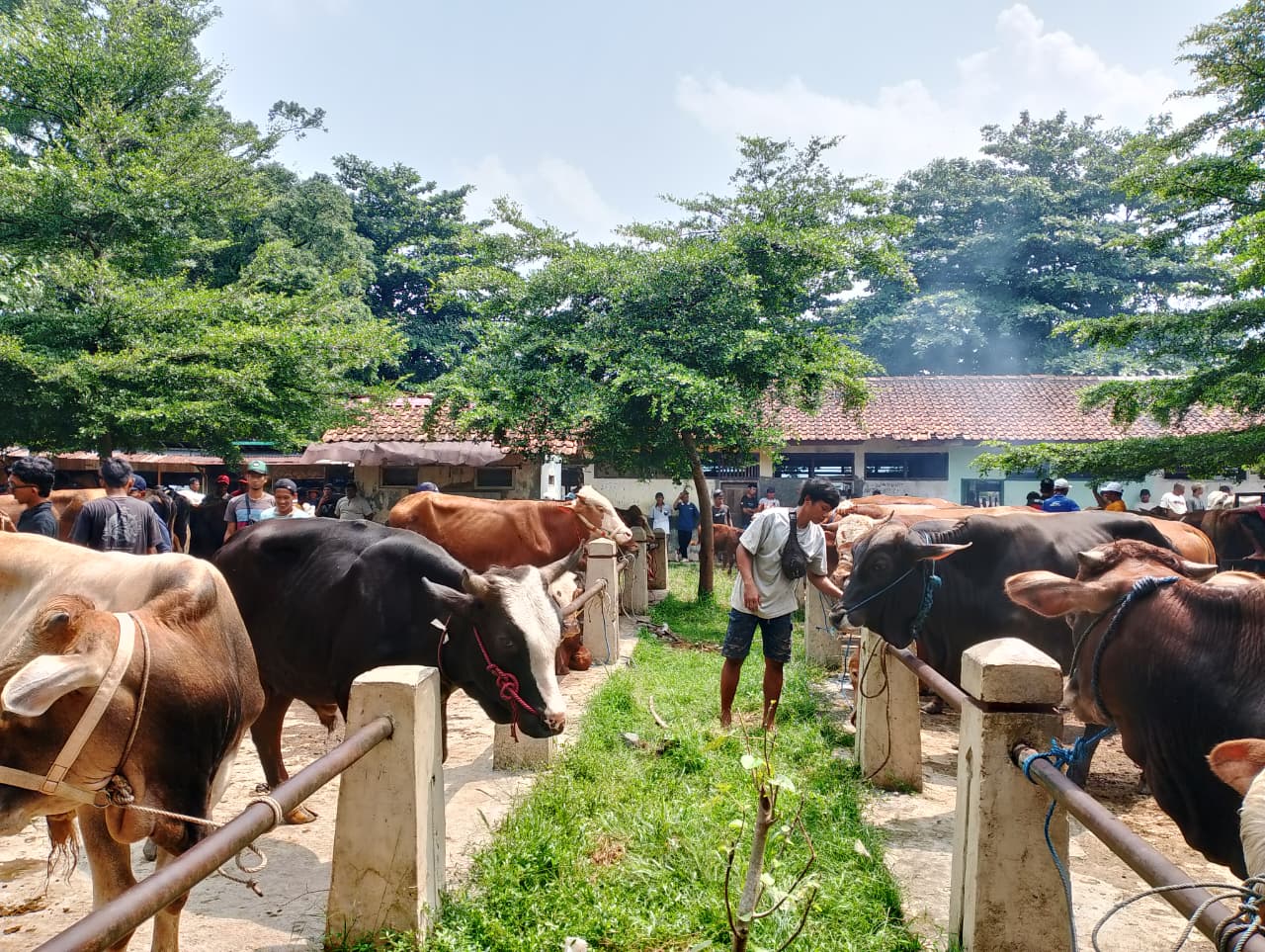Pasar Hewan Ajibarang Banyumas Ramai, Tapi Penjualan Lesu