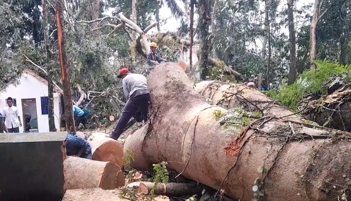 Pohon Tumbang Timpa Dua Makam Wali di Banjarnegara