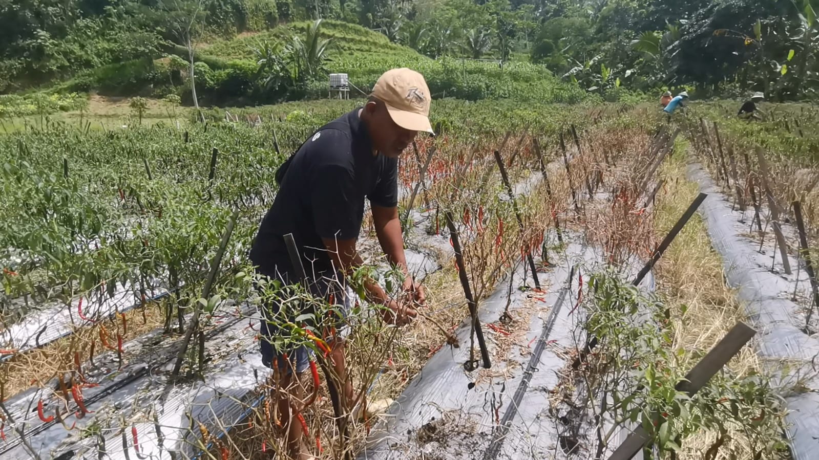 Harga Cabai di Banjarnegara Meroket, Petani Justru Merugi Akibat Cuaca Ekstrem