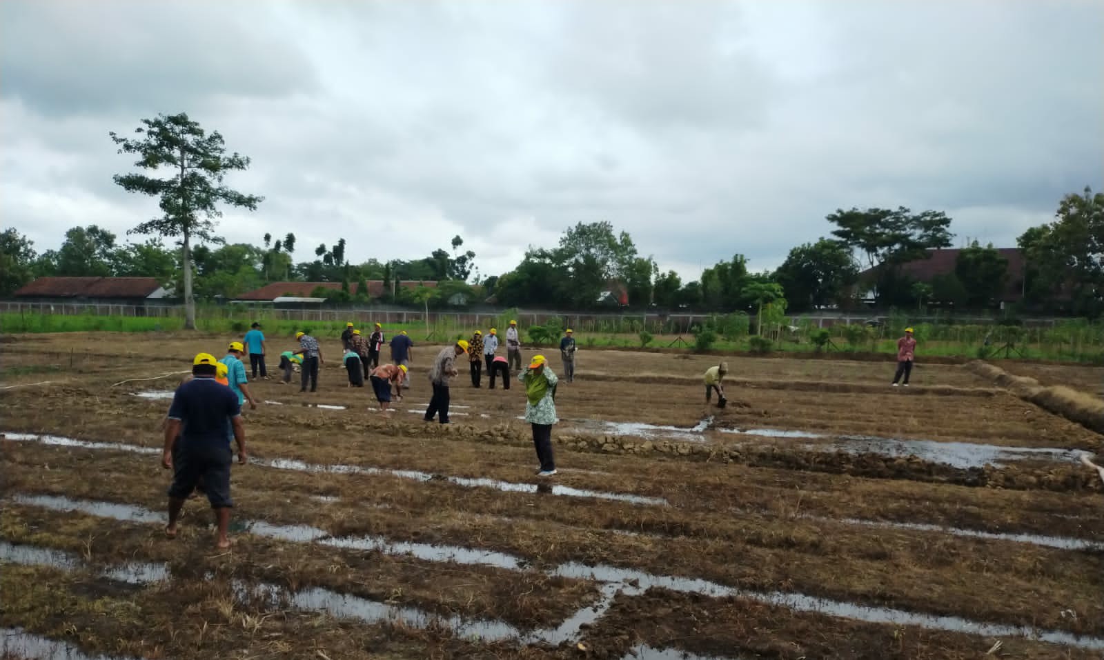 Permintaan Pasar Kurang, Peluang Kembangkan Jagung