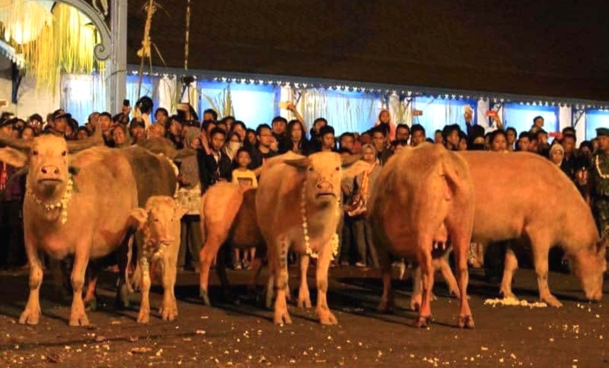 Budaya Sakral! Kirab Kebo Bule di Keraton Solo, Malam 1 Suro