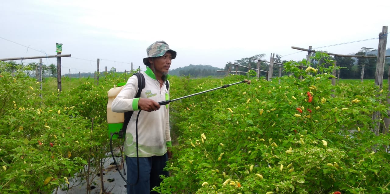 Cuaca Ekstrem, Produktivitas Cabai Turun